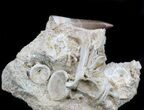 Top Quality Plesiosaur Tooth With Vertebra - Morocco #34273-1
